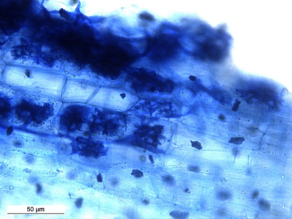 Arbuscles and hyphae in Vesicular Arbuscular Mycorhizae in root of Macrotyloma uniflorum.