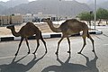 Camels roaming through Nuweiba
