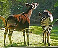 Okapi's in Berlijner dierentuin.