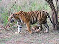Thumbnail for Bengal tiger