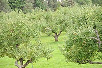 Old growth apple orchard in Ottawa, Canada