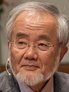 Yoshinori Ohsumi, Nobel Prize winner for work on autophagy