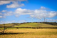 Challicum Hills Wind Farm, a temperate grassland