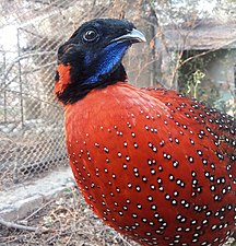 Crimson-horned pheasant (Male)