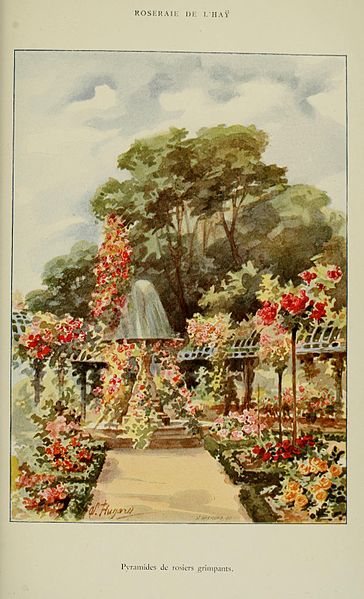 File:Les roses cultivées à l'Haÿ en 1902 (Plate 9) (7873453106).jpg