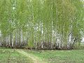 Брезова шума у Русији