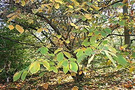 Hamamelis mollis in autumn