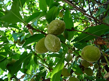 Young almond fruit