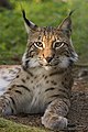 Deutsch: Luchse Lynx (cat.)
