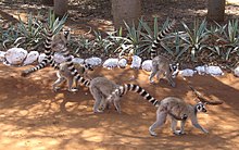 A small group of five ring-tailed lemurs walks as a group along a dirt road