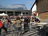 Livestock market at Schaufschod, 2009