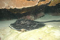 The blotched fantail ray feeds on bottom-dwelling fish, bivalves, crabs, and shrimps.[66]