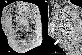 Pygocephalomorph (Hoplita ginsburgi) fossils