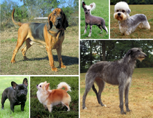 Morphological variation in six dogs