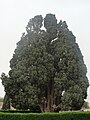 Image 534000 years old Cypress of Abarqu is the oldest tree in Iran and the second oldest tree in the world. (from List of trees of Iran)