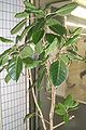 Kiiltoviikuna (Ficus altissima)