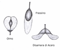 Image 41Wind dispersed seed of elm (Ulmus), ash (Fraxinus) and maple (Acer) (from Tree)