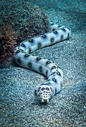 Une anguille-serpent (Myrichthys ocellatus), qui fait partie des poissons.