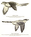 Image 25The hawk-cuckoo resembles a predatory shikra, giving the cuckoo time to lay eggs in a songbird's nest unnoticed (from Animal coloration)