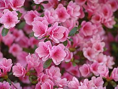 Rhododendron 'Kirin'.jpg