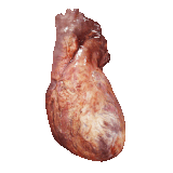 Animated heart 3D model rendered in computer