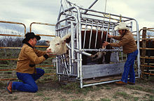 A Hereford being inspected for ticks. Cattle are often restrained in cattle crushes when given medical attention.