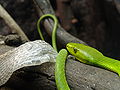 Groene mamba (Dendroaspis viridis)