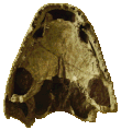 Cast of Ichthyostega skull, cleaned up from File:Ichthyostega - skull.JPG
