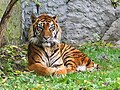 Sumatran subspecies tiger - POTD December 5, 2004