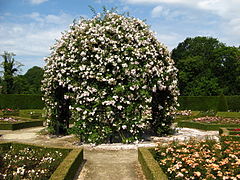Coloma rose garden, Belgium