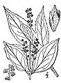 Cỏ phấn hương lớn (Ambrosia trifida)
