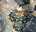Mescalinhaltiger Kaktus (Peyote)