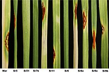 Race differential (Infected and uninfected leaves, depending on specific resistance genes)