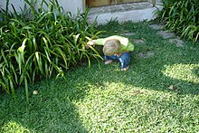 young child looks under some green plants