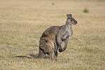 Thumbnail for Western grey kangaroo