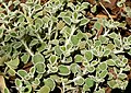 Marrubium rotundifolium – Malá Asie