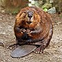 Thumbnail for North American beaver
