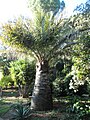 Jeune palmier au stipe déjà massif dans un parc.