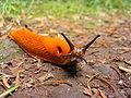 A red slug, clearly showing the pneumostome