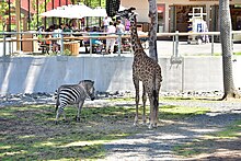 Masai giraffe and plains zebra