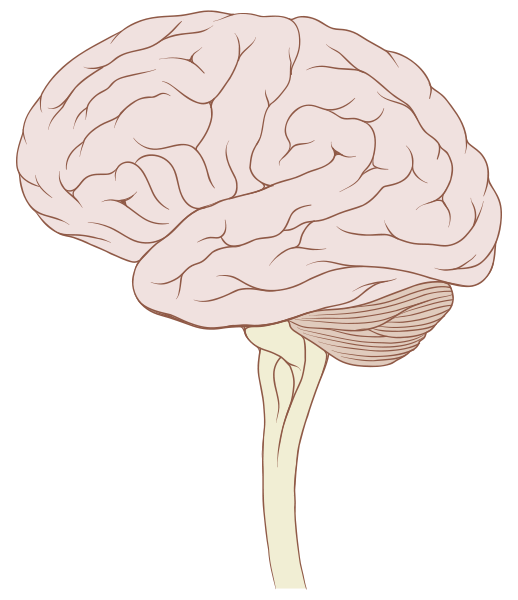 File:Brain stem normal human.svg