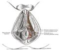 The superficial branches of the internal pudendal artery in the male.