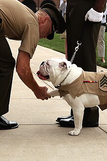 A white bulldog in a khaki jacket with the Marine Corps logo shakes paws with a man in a similar khaki uniform.