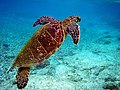 Thumbnail for Sea turtle