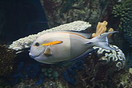 Orange-shoulder surgeonfish (Acanthurus olivaceus) in an aquarium.