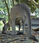 Scrotum of a kangaroo