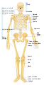 Vedere frontală a unui schelet uman adult