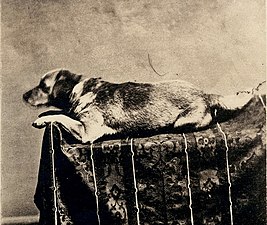 Fido, el gos de Lincoln en una imatge de 1860.