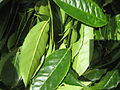 Wayusa leaves