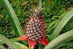 Thumbnail for Pineapple